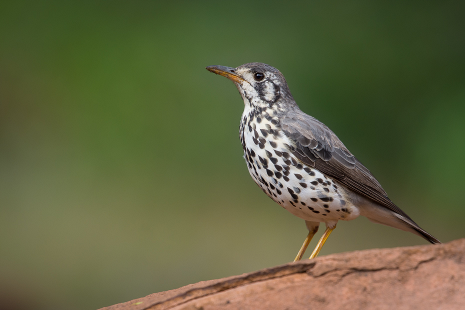  Drozd kroplisty Ptaki Nikon D7200 NIKKOR 200-500mm f/5.6E AF-S Namibia 0 ptak dziób fauna dzikiej przyrody flycatcher starego świata organizm ścieśniać ptak przysiadujący skrzydło Emberizidae