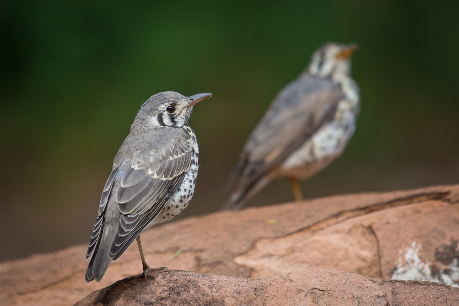  Drozd kroplisty Ptaki Nikon D7200 NIKKOR 200-500mm f/5.6E AF-S Namibia 0 ptak fauna dziób flycatcher starego świata wróbel dzikiej przyrody organizm ptak przysiadujący Emberizidae zięba