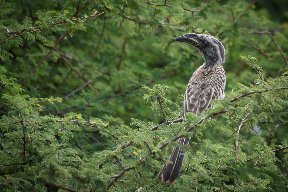  Toko nosaty Ptaki Nikon D7200 NIKKOR 200-500mm f/5.6E AF-S Namibia 0 ptak ekosystem fauna dziób rezerwat przyrody dzikiej przyrody flora drzewo społeczność roślin coraciiformes