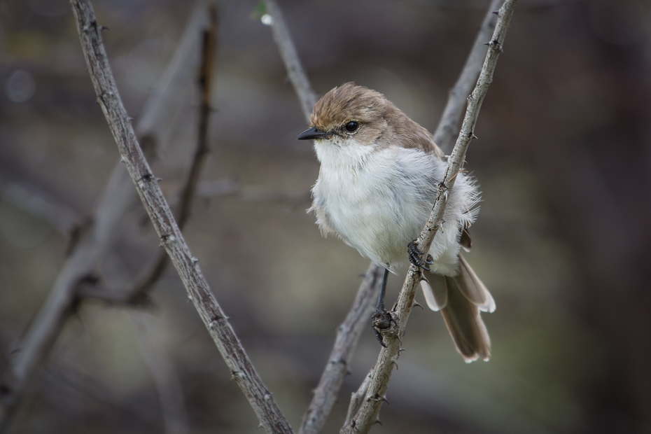  Mucharka białobrzucha Ptaki Nikon D7200 NIKKOR 200-500mm f/5.6E AF-S Namibia 0 ptak fauna dziób wróbel dzikiej przyrody strzyżyk zięba Wróbel gałąź ptak przysiadujący