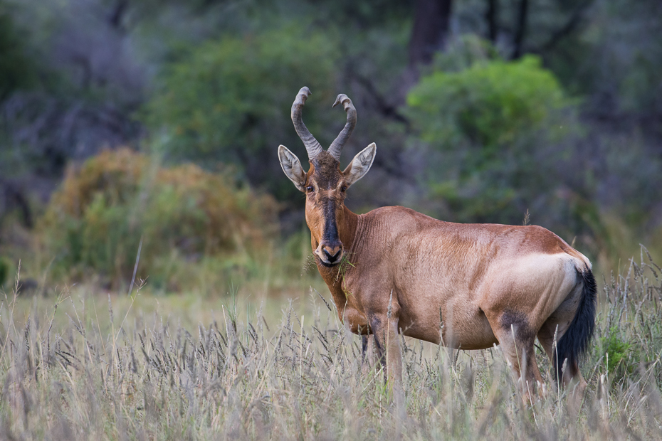  Antylopa krowia Ssaki Nikon D7200 NIKKOR 200-500mm f/5.6E AF-S Namibia 0 dzikiej przyrody fauna antylopa pustynia zwierzę lądowe rezerwat przyrody hartebeest róg Park Narodowy łąka