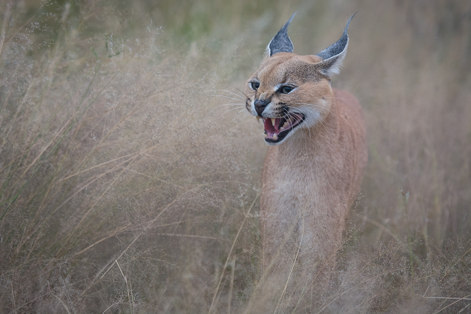  Karakal Ssaki Nikon D7100 AF-S Nikkor 70-200mm f/2.8G Namibia 0 dzikiej przyrody ssak fauna zwierzę lądowe puma kot jak ssak safari pysk sawanna