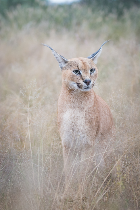  Karakal Ssaki Nikon D7100 AF-S Nikkor 70-200mm f/2.8G Namibia 0 dzikiej przyrody ssak fauna zwierzę lądowe wąsy łąka pysk sawanna guanako safari