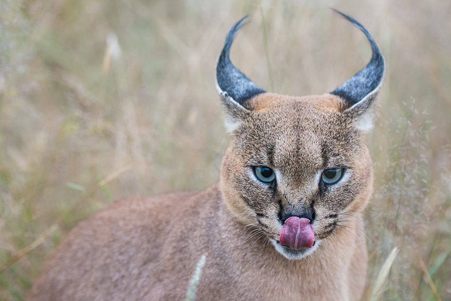  Karakal Ssaki Nikon D7100 AF-S Nikkor 70-200mm f/2.8G Namibia 0 dzikiej przyrody fauna ssak zwierzę lądowe kot jak ssak wąsy puma organizm małe i średnie koty pysk