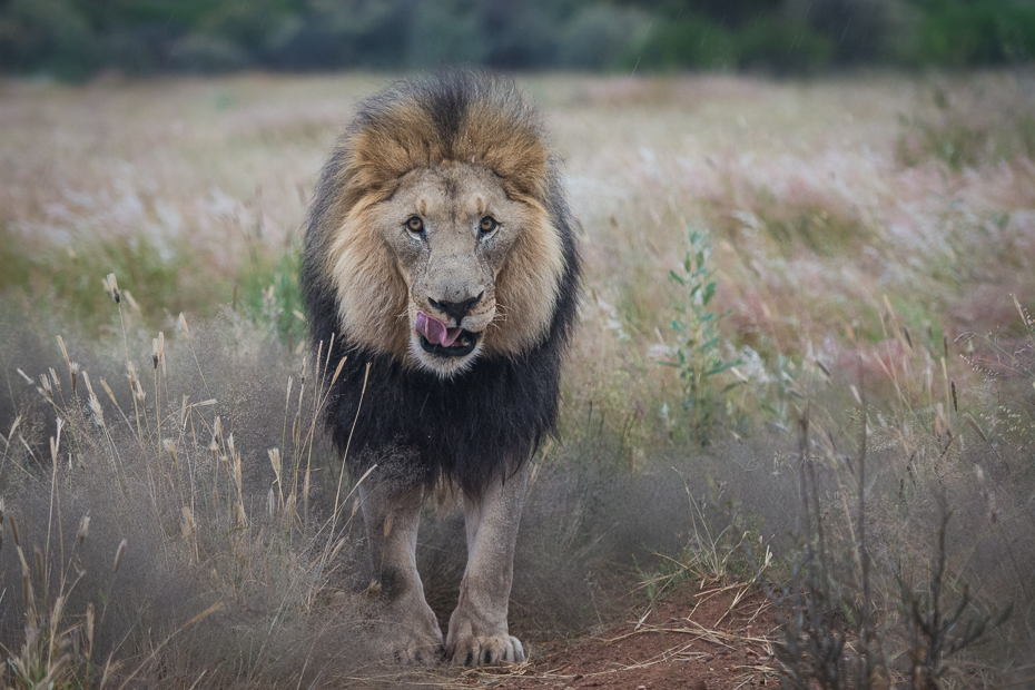  Lew Ssaki Nikon D7100 AF-S Nikkor 70-200mm f/2.8G Namibia 0 dzikiej przyrody masajski lew zwierzę lądowe pustynia fauna duże koty grzywa safari trawa