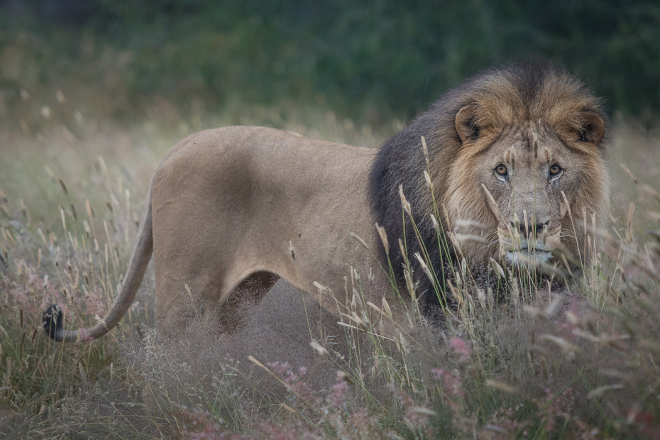  Lew Ssaki Nikon D7100 AF-S Nikkor 70-200mm f/2.8G Namibia 0 dzikiej przyrody zwierzę lądowe ssak masajski lew pustynia fauna łąka duże koty safari