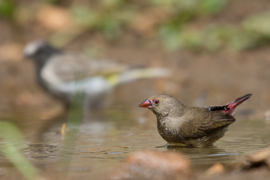  Amarantka czerwonodzioba Ptaki Nikon D7200 NIKKOR 200-500mm f/5.6E AF-S Namibia 0 ptak fauna dziób woda dzikiej przyrody zięba organizm ptak przysiadujący stock photography gołąb gołębie i gołębie