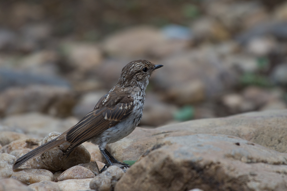  Mucharka białobrzucha Ptaki Nikon D7200 NIKKOR 200-500mm f/5.6E AF-S Namibia 0 ptak fauna dziób flycatcher starego świata zięba dzikiej przyrody ptak przysiadujący organizm pióro Emberizidae