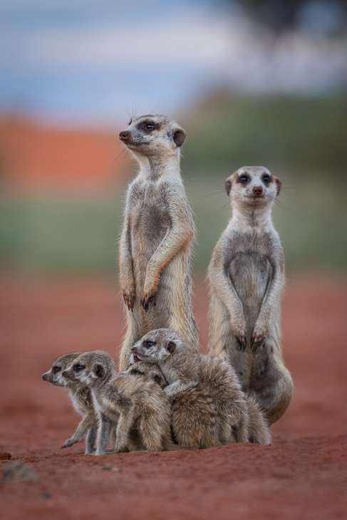  Surykatki Ssaki Nikon D7200 NIKKOR 200-500mm f/5.6E AF-S Namibia 0 Surykatka ssak fauna dzikiej przyrody zwierzę lądowe mangusta wąsy organizm pysk