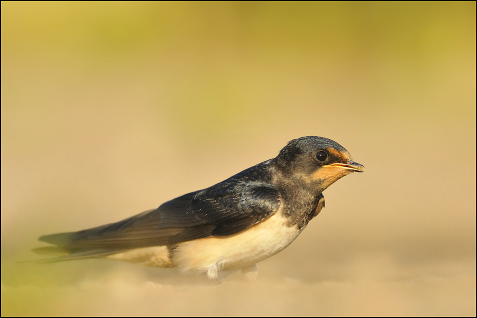  Dymówka Ptaki Nikon D300 Sigma APO 500mm f/4.5 DG/HSM Zwierzęta ptak fauna dziób Łyk dzikiej przyrody zięba brambling ścieśniać flycatcher starego świata ranek