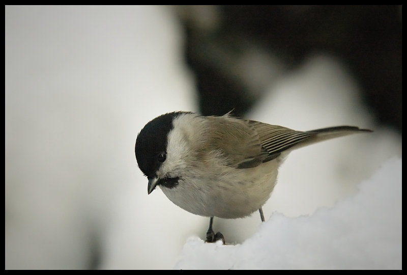  Czarnogłówka Ptaki sikorka czarnogłówka ptaki Nikon D70 Sigma APO 100-300mm f/4 HSM Zwierzęta ptak dziób fauna pióro dzikiej przyrody chickadee ścieśniać skrzydło ptak przysiadujący Emberizidae