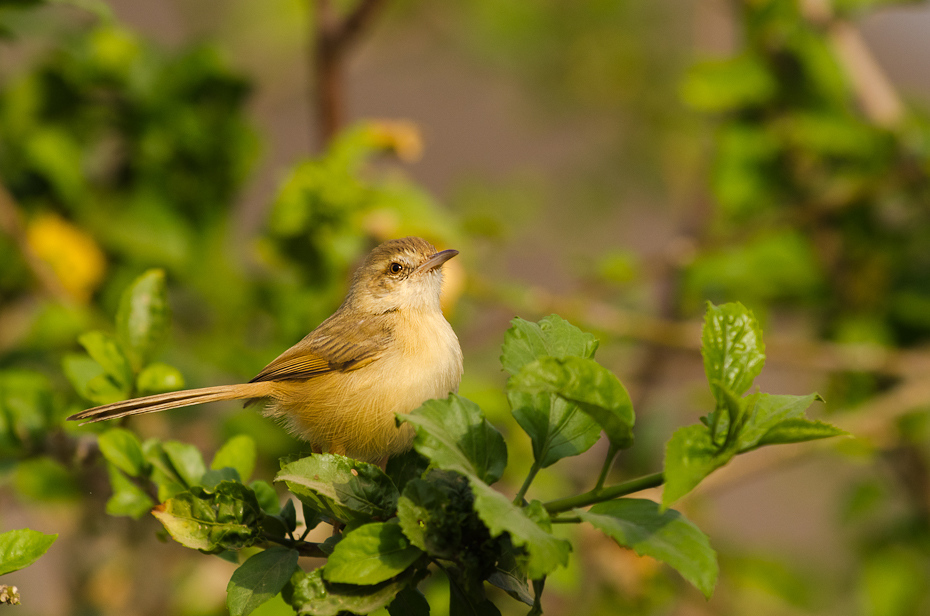  Prinia myszata Senegal Nikon D7000 Sigma APO 500mm f/4.5 DG/HSM Budapeszt Bamako 0 ptak fauna dziób dzikiej przyrody zięba flycatcher starego świata liść gałąź wróbel Emberizidae