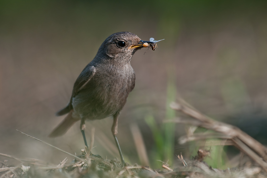  Kopciuszek Ptaki karmnik Nikon D300 Sigma APO 500mm f/4.5 DG/HSM Zwierzęta ptak fauna dziób ekosystem dzikiej przyrody flycatcher starego świata słowik organizm Emberizidae ptak przysiadujący