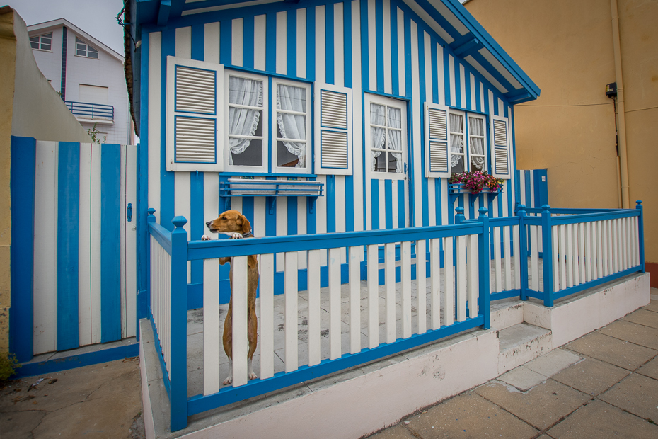  Pies obrońca Costa Nova Nikon D7200 Sigma 10-20mm f/3.5 HSM Portugalia 0 niebieski dom Dom produkt Struktura okno nieruchomość fasada drzwi meble