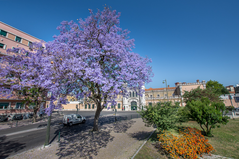  Jakaranda mimozolistna Lizbona Nikon D7200 Sigma 10-20mm f/3.5 HSM Portugalia 0 drzewo roślina niebo roślina drzewiasta punkt orientacyjny miasto obszar miejski wiosna dzień Miasto