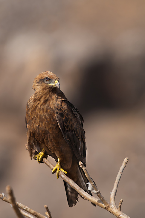  Kania czarna Senegal Nikon D300 Sigma APO 500mm f/4.5 DG/HSM Budapeszt Bamako 0 ptak orzeł ptak drapieżny dziób fauna accipitriformes sokół myszołów dzikiej przyrody jastrząb