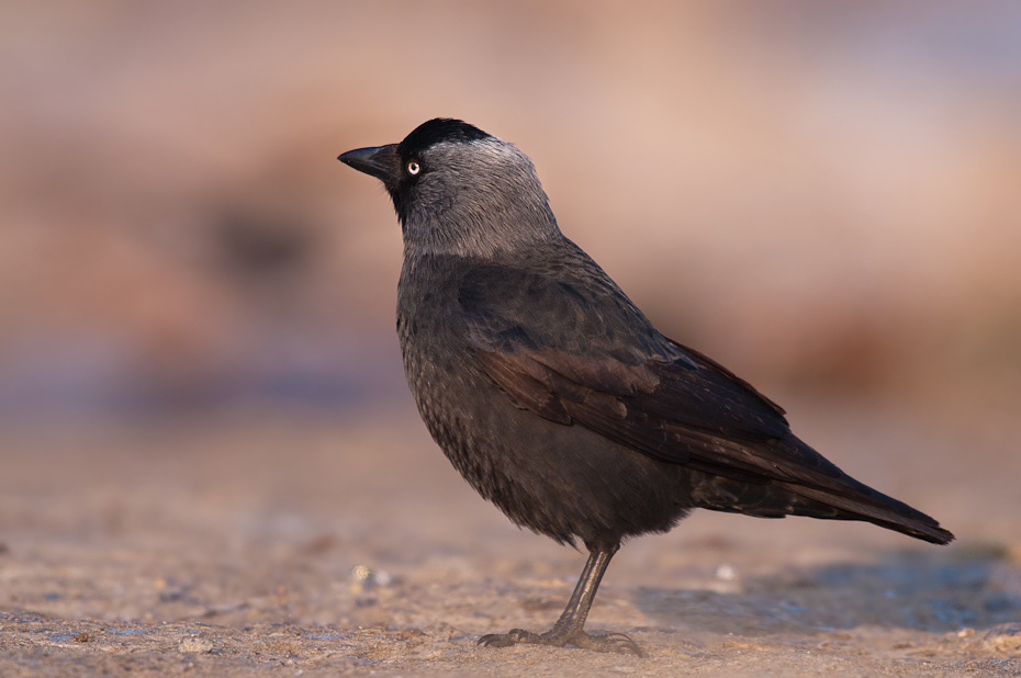  Kawka Ptaki Nikon D300 Sigma APO 500mm f/4.5 DG/HSM Zwierzęta ptak fauna amerykańska wrona dziób wrona kos pióro Wrona jak ptak wieża ścieśniać