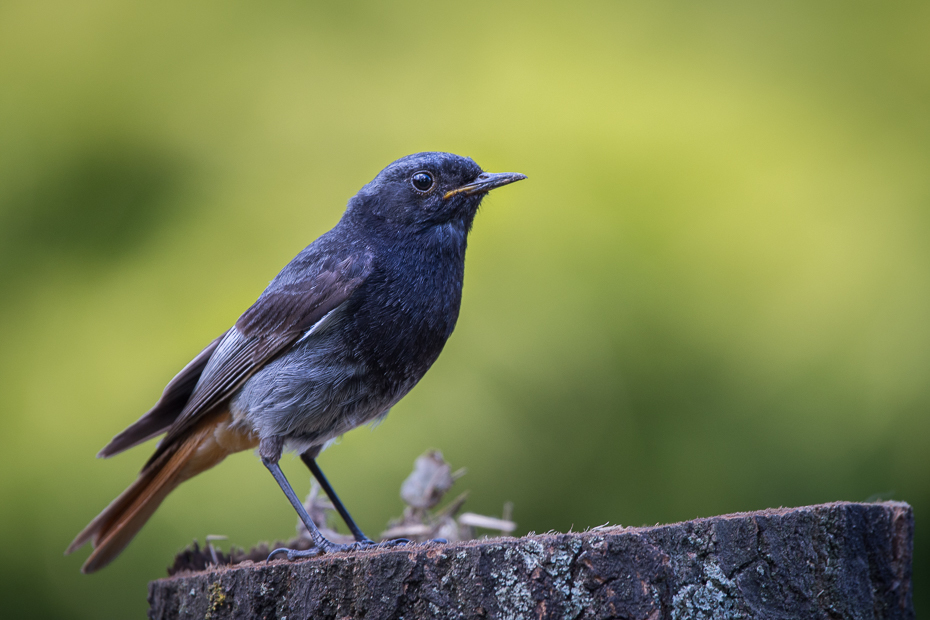  Kopciuszek Ptaki Nikon D7100 Sigma 150-600mm f/5-6.3 HSM Zwierzęta ptak fauna dziób dzikiej przyrody flycatcher starego świata strzyżyk skrzydło pióro organizm kos