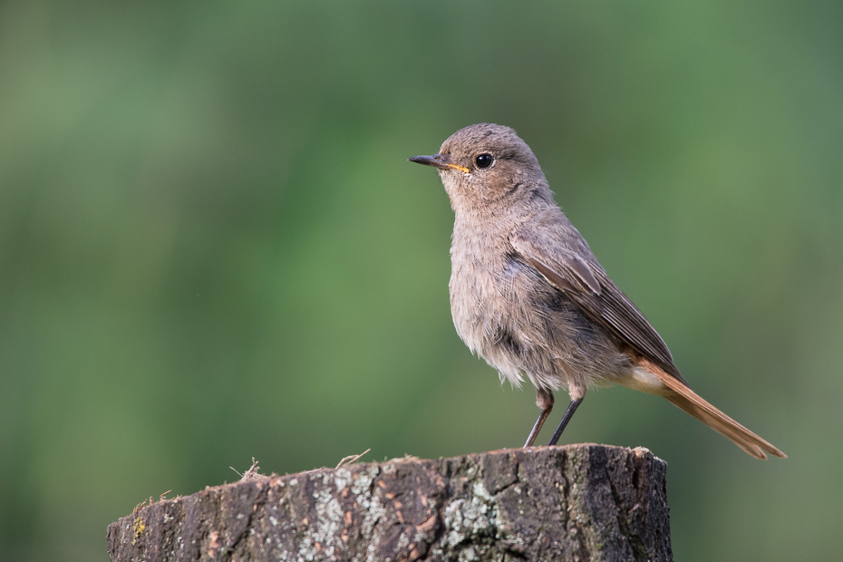  Kopciuszek Ptaki Nikon D7100 Sigma 150-600mm f/5-6.3 HSM Zwierzęta ptak fauna dziób dzikiej przyrody strzyżyk flycatcher starego świata wróbel Emberizidae ptak przysiadujący słowik