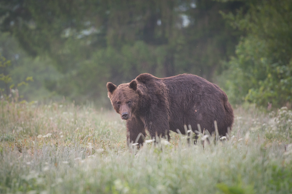  Niedźwiedź 0 Lipiec Nikon D7100 AF-S Nikkor 70-200mm f/2.8G Biesczaty brązowy niedźwiedź dzikiej przyrody Niedźwiedź grizzly pustynia zwierzę lądowe ssak fauna rezerwat przyrody amerykański czarny niedźwiedź