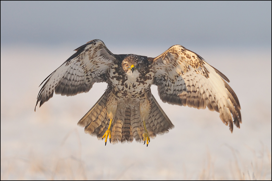  Myszołów #26 Ptaki Nikon D300 Sigma APO 500mm f/4.5 DG/HSM Zwierzęta ptak ptak drapieżny orzeł sokół jastrząb dziób myszołów fauna wielka sowa dzikiej przyrody