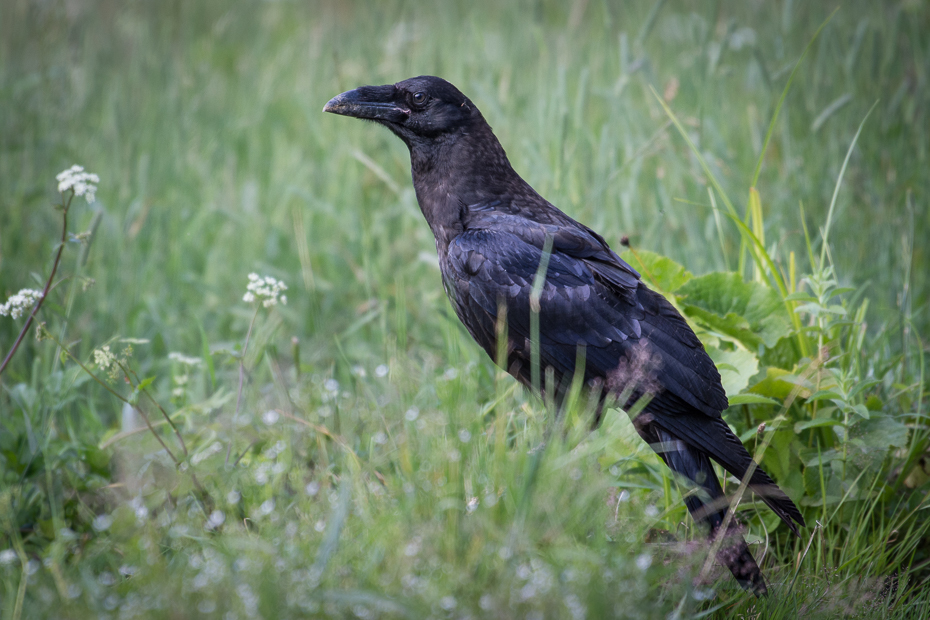  Kruk 0 Lipiec Nikon D7200 NIKKOR 200-500mm f/5.6E AF-S Biesczaty ptak fauna ekosystem dziób wrona wieża amerykańska wrona trawa dzikiej przyrody Wrona jak ptak