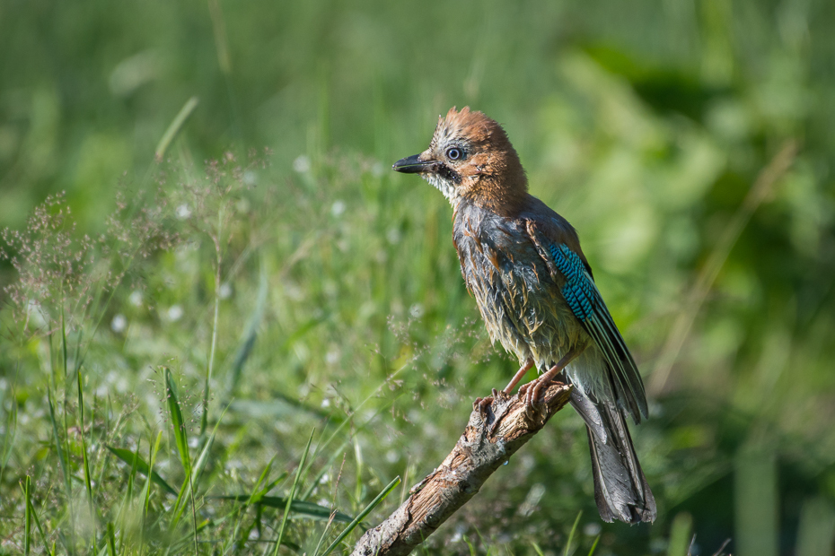  Sójka 0 Lipiec Nikon D7200 NIKKOR 200-500mm f/5.6E AF-S Biesczaty ptak fauna ekosystem dzikiej przyrody dziób organizm sójka trawa flycatcher starego świata ptak przysiadujący