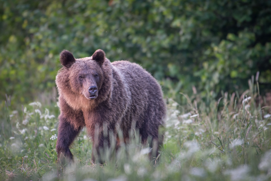  Niedźwiedź 0 Lipiec Nikon D7200 NIKKOR 200-500mm f/5.6E AF-S Biesczaty brązowy niedźwiedź Niedźwiedź grizzly ssak pustynia zwierzę lądowe dzikiej przyrody amerykański czarny niedźwiedź pysk carnivoran