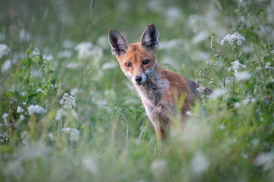  Lis 0 Lipiec Nikon D7200 NIKKOR 200-500mm f/5.6E AF-S Biesczaty dzikiej przyrody lis czerwony lis fauna ssak trawa kit lis szakal dhole pysk