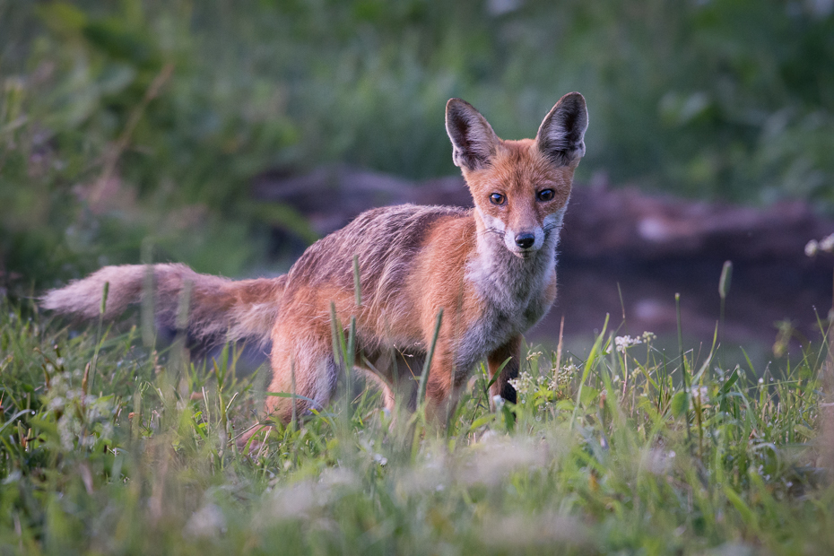  Lis 0 Lipiec Nikon D7200 NIKKOR 200-500mm f/5.6E AF-S Biesczaty dzikiej przyrody lis czerwony lis fauna ssak kit lis pustynia zwierzę lądowe trawa szakal