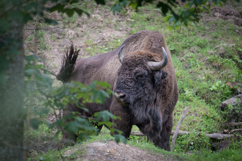  Żubr 0 Lipiec Nikon D7200 NIKKOR 200-500mm f/5.6E AF-S Biesczaty dzikiej przyrody fauna pustynia rezerwat przyrody zwierzę lądowe Park Narodowy lesisty teren trawa las organizm