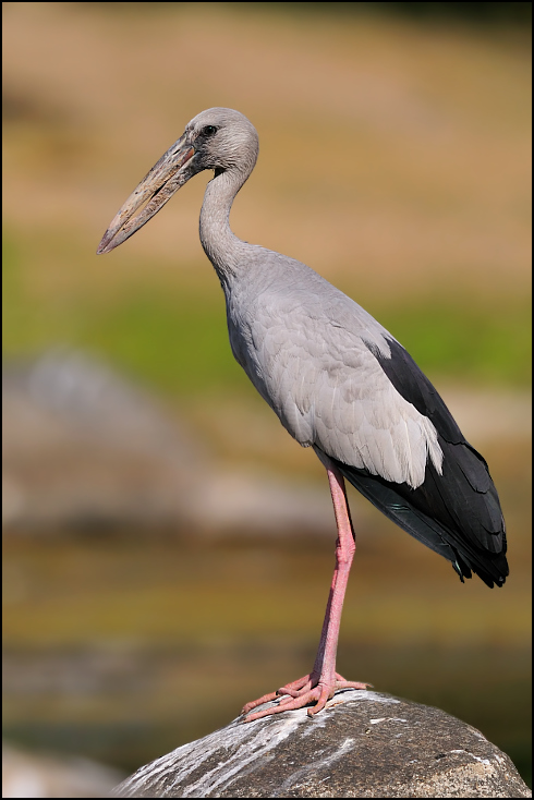  Kleszczak azjatycki Ptaki Nikon D300 Sigma APO 500mm f/4.5 DG/HSM Indie 0 ptak bocian dziób fauna Ciconiiformes bocian biały bocian marabut żuraw jak ptak mała niebieska czapla dźwig