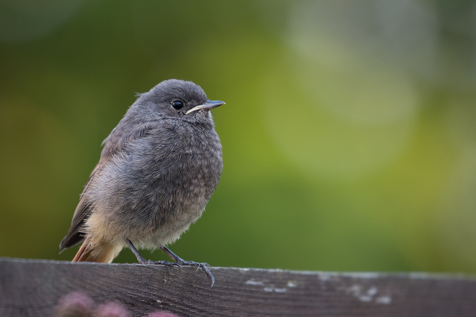  Młody kopciuszek Ptaki Nikon D7200 NIKKOR 200-500mm f/5.6E AF-S Zwierzęta ptak dziób fauna dzikiej przyrody strzyżyk flycatcher starego świata ścieśniać ranek pióro Emberizidae