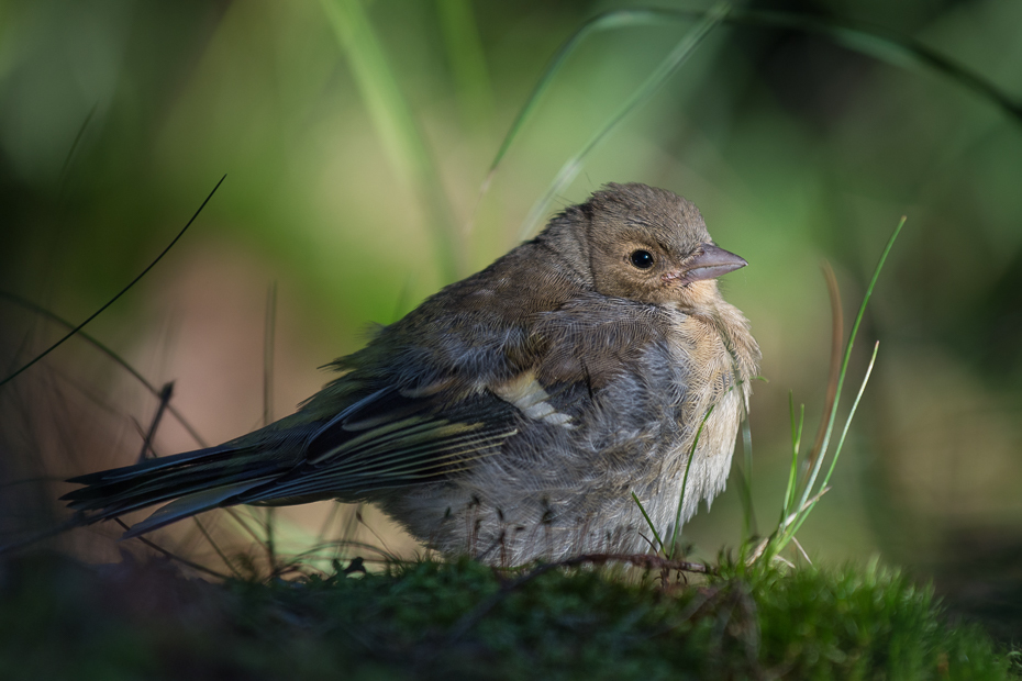  Młoda zięba 0 Szczeliniec Wielki Nikon D7200 Nikkor AF-S 70-200 f/4.0G ptak fauna dziób ekosystem flycatcher starego świata dzikiej przyrody Emberizidae ptak przysiadujący organizm