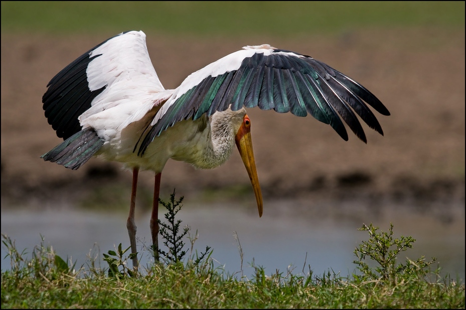  Dławigad afrykański Ptaki Nikon D300 Sigma APO 500mm f/4.5 DG/HSM Kenia 0 ptak bocian dziób fauna Ciconiiformes bocian biały dzikiej przyrody skrzydło bocian marabut pelikan