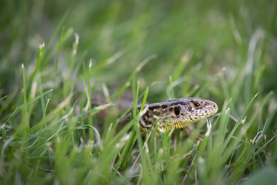  Jaszczurka Inne nikon d750 Nikon AF-S Micro-Nikkor 105mm f/2.8G IF-ED Zwierzęta dzikiej przyrody fauna trawa zwierzę lądowe gad organizm fotografia makro owad lacertidae wąż