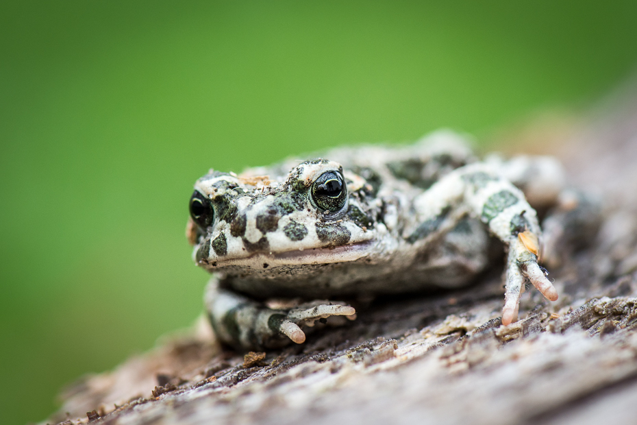  Ropucha zielona Makro Nikon D7200 AF-S Micro-Nikkor 105mm f/2.8G IF-ED ropucha płaz fauna ścieśniać żaba fotografia makro gad zwierzę lądowe organizm skalowany gad