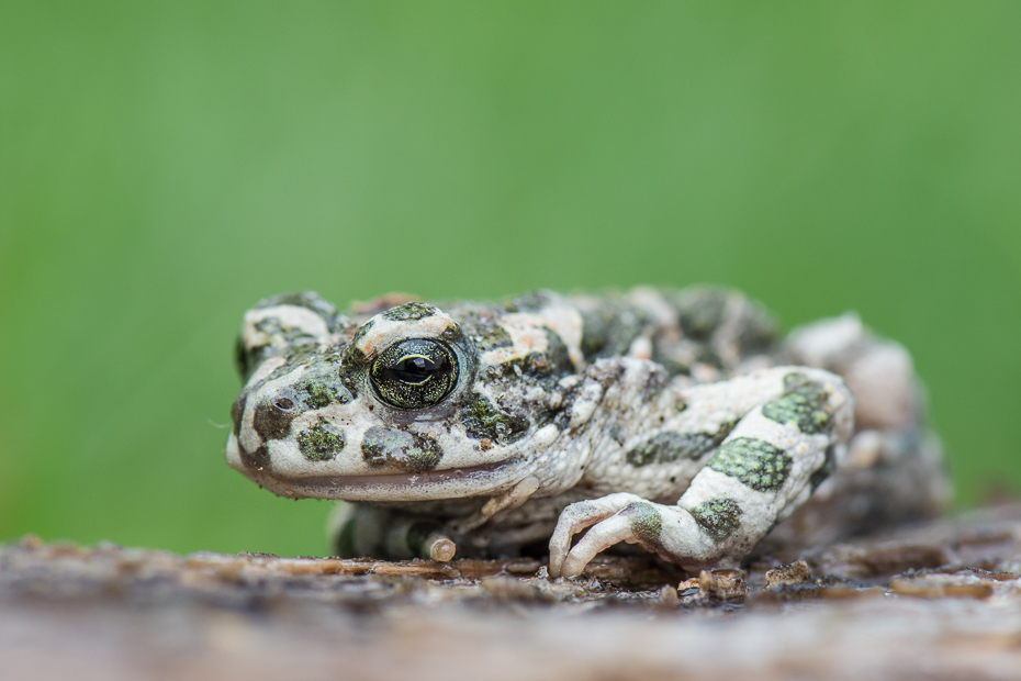  Ropucha zielona Makro Nikon D7200 AF-S Micro-Nikkor 105mm f/2.8G IF-ED ropucha płaz żaba ranidae fauna ścieśniać fotografia makro zwierzę lądowe organizm żaba nadrzewna