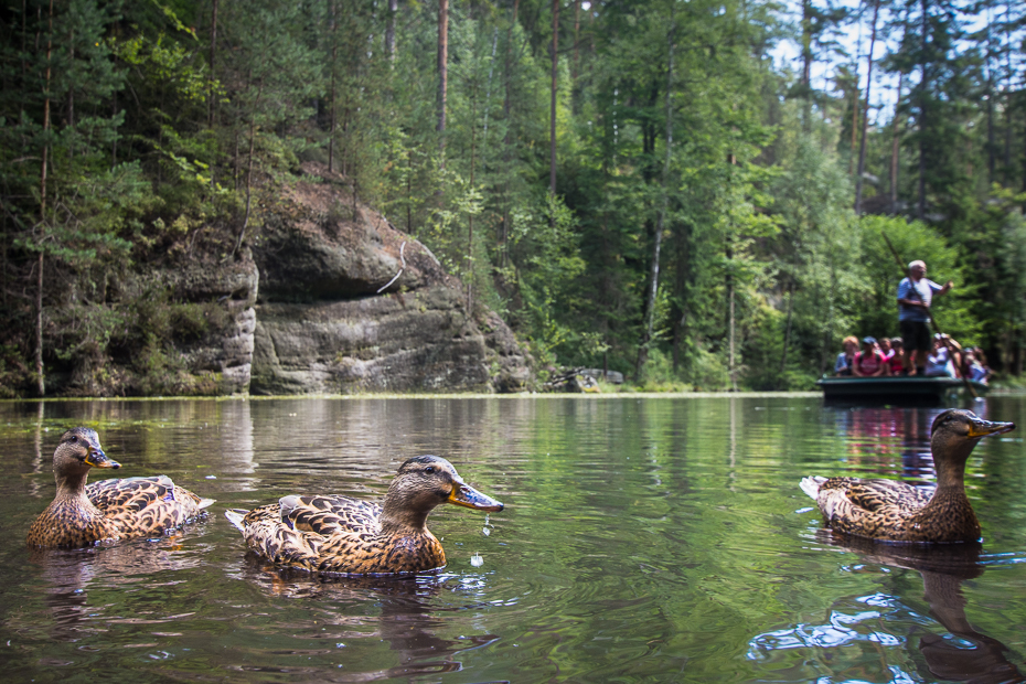  Adrspach 0 Adrszpaskie skały Nikon D7200 Sigma 10-20mm f/3.5 HSM rezerwat przyrody woda ekosystem arteria wodna ptak kaczka staw wodny ptak rzeka ptactwo wodne