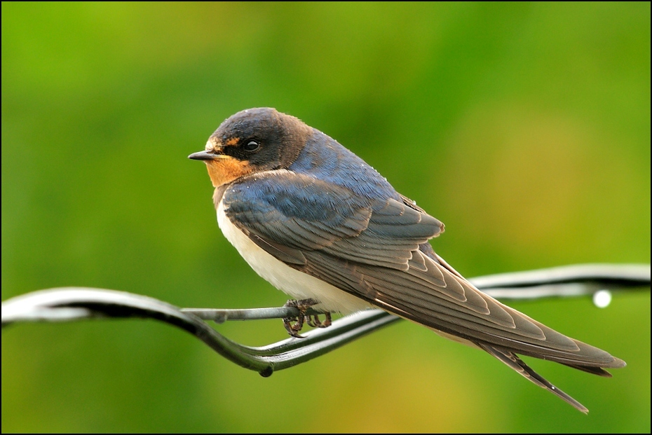  Dymówka Ptaki Nikon D300 Sigma APO 500mm f/4.5 DG/HSM Zwierzęta ptak fauna dziób zięba flycatcher starego świata Łyk dzikiej przyrody ptak przysiadujący Emberizidae organizm