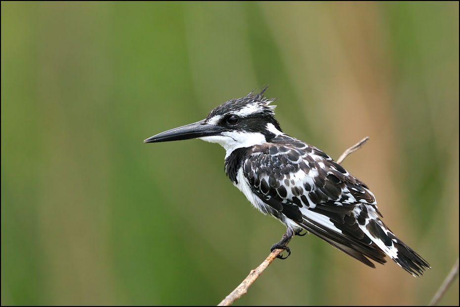  Rybaczek srokaty Ptaki Nikon D300 Sigma APO 500mm f/4.5 DG/HSM Kenia 0 ptak fauna dziób dzikiej przyrody organizm pióro shorebird skrzydło