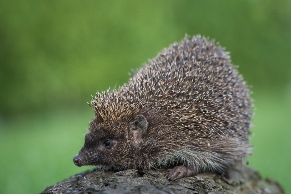  Jeż Inne Nikon D7200 AF-S Nikkor 70-200mm f/2.8G Zwierzęta jeż erinaceidae udomowiony jeż fauna ssak jeżozwierz pysk zwierzę lądowe dzikiej przyrody echidna