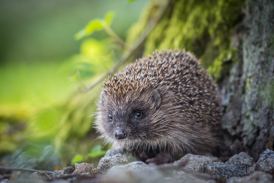  Jeż Inne Nikon D7200 AF-S Nikkor 70-200mm f/2.8G Zwierzęta jeż erinaceidae udomowiony jeż fauna ssak jeżozwierz dzikiej przyrody pysk organizm wąsy