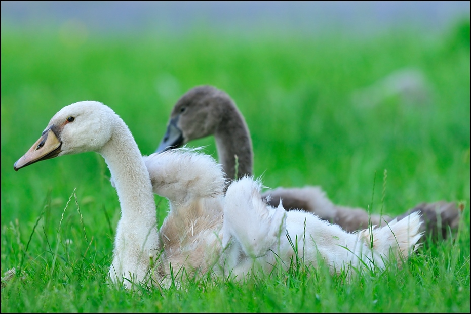  Łabądź juv Ptaki Nikon D300 Sigma APO 500mm f/4.5 DG/HSM Zwierzęta ptak wodny ptak fauna kaczki gęsi i łabędzie dziób trawa kaczka łabędź ptactwo wodne gęś