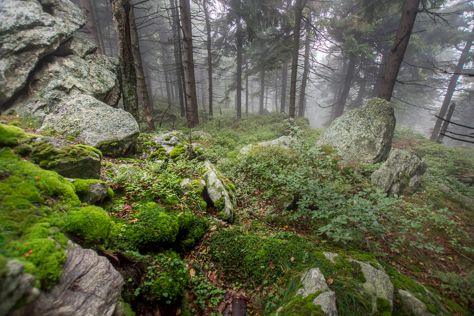  Góry Sowie Krajobraz Nikon D7200 Sigma 10-20mm f/3.5 HSM lesisty teren wegetacja Natura ekosystem pustynia las rezerwat przyrody stary las wzrostu roślina drzewo