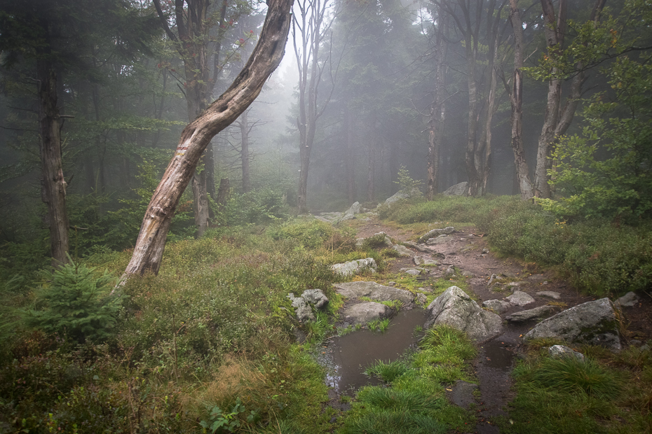  Góry Sowie Krajobraz Nikon D7200 Sigma 10-20mm f/3.5 HSM Natura rezerwat przyrody wegetacja pustynia las ekosystem drzewo woda stary las wzrostu lesisty teren