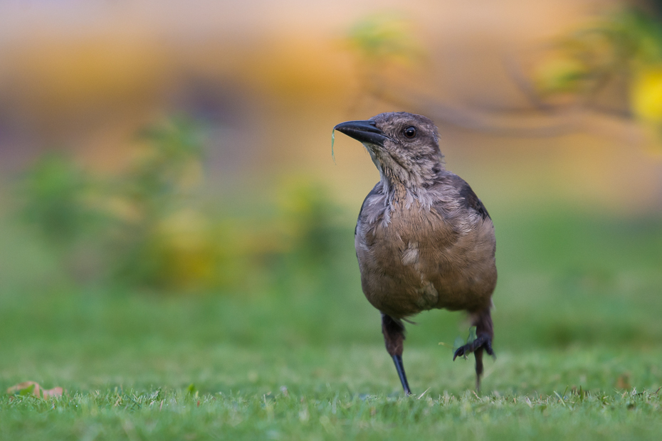  Wilgowron żaglosterny Ptaki Nikon D7100 NIKKOR 200-500mm f/5.6E AF-S 0 Panama ptak fauna dziób ekosystem dzikiej przyrody trawa kos ecoregion organizm łąka