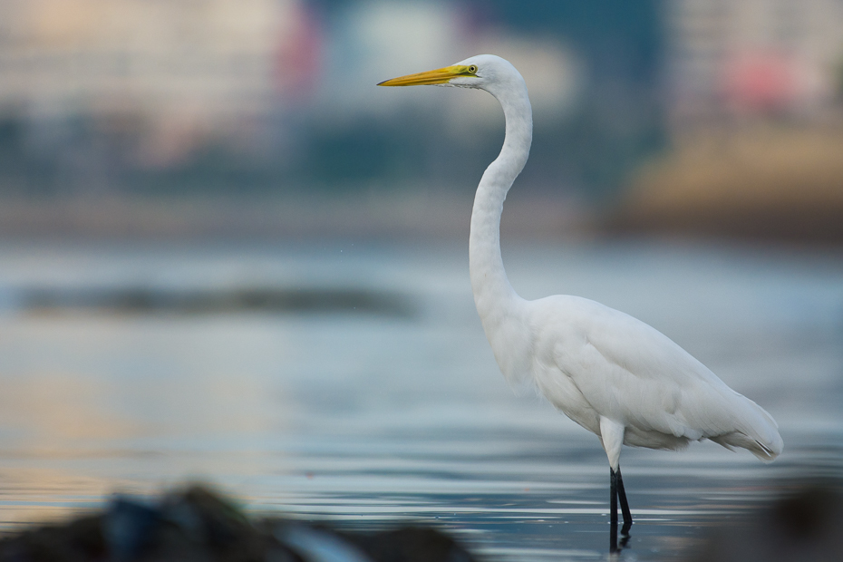  Czapla biała Ptaki Nikon D7100 NIKKOR 200-500mm f/5.6E AF-S 0 Panama ptak Wielka czapla dziób woda egret wodny ptak czapla żuraw jak ptak dźwig pelecaniformes