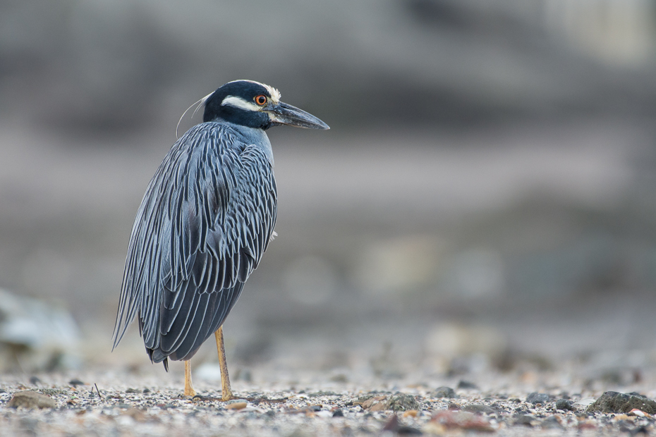  Ślepowron żółtoczelny Ptaki Nikon D7100 NIKKOR 200-500mm f/5.6E AF-S 0 Panama ptak dziób dzikiej przyrody fauna pióro ścieśniać czapla pelecaniformes shorebird skrzydło