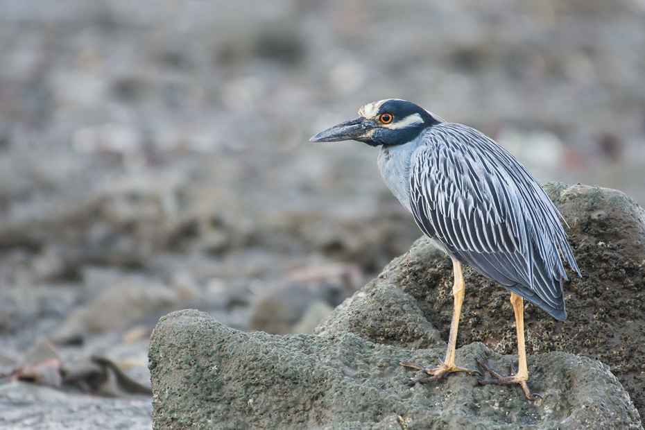  Ślepowron żółtoczelny Ptaki Nikon D7100 NIKKOR 200-500mm f/5.6E AF-S 0 Panama ptak dziób fauna czapla pelecaniformes dzikiej przyrody zielona czapla